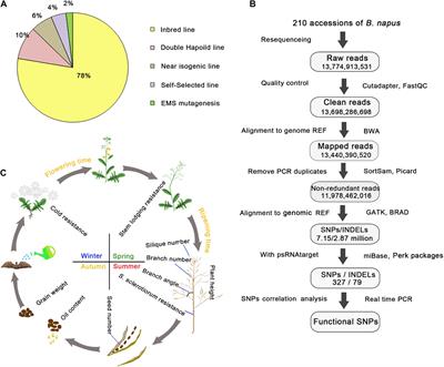 Global Analysis of the Genetic Variations in miRNA-Targeted Sites and Their Correlations With Agronomic Traits in Rapeseed